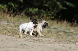 BOULEDOGUE FRANCAIS 182